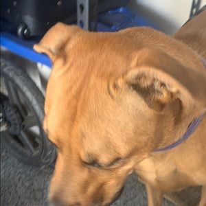 Meet your Posher, Jackson